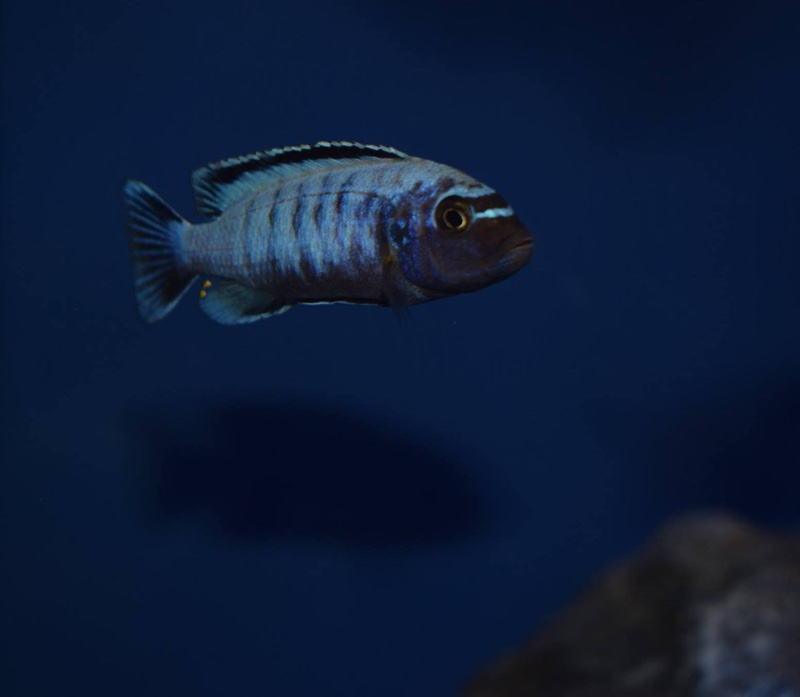 Maylandia sp. 'msobo heteropictus' Thumbi Point